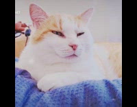 Orange cat lays down blue blanket filter