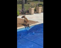 Pet dog walks and run on the pool cover