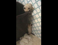 Two kittens climb grey laundry hamper basket 
