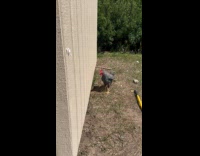 Rooster crows for the first time