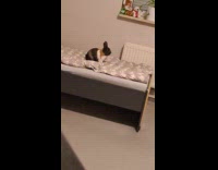 Rabbit run and jump on the bed