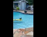 Kitten in the pool swims towards man