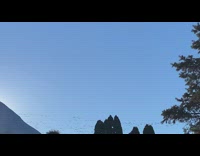 Flock of Snow Geese fly right over the filmer