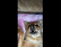 Pet dog lied down mouth open steady