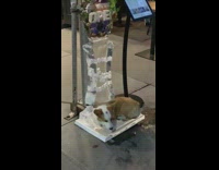 Corgi puppy dog digs open ice sculpture 