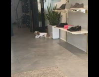 white dog wearing costume walking around