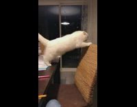 Cat reaches and climbs onto chair back 