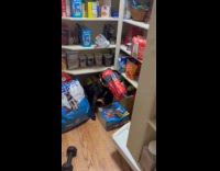 Dog caught going through food inside pantry