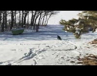 Large black dog runs in fresh snow 