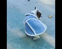 French bulldog wearing jacket tries to take it off 