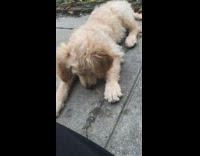 puppy eating moth walks to grass