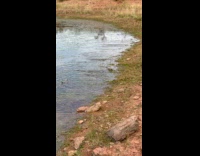 Lots of frogs swim on shallow pond