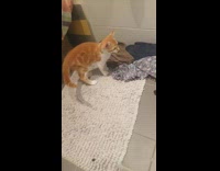 Cat scared and jumped from bee sounds