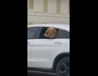 Dog sticks head out of window with rainbow googles 