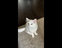 White cat meows at mom when hungry