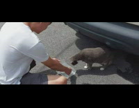 Stray cat eats treats from plastic container 