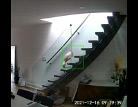 Brown dog runs up stairs and falls down it 