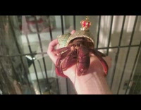 Big hermit crab wears crown 