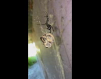 Spider spins web around yellow snake 