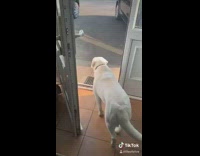 Golden retriever dog kesha sunglasses red tag 