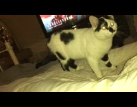 Black white cat play fetch with owner