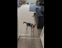  Puppy dog pulling on the leash of another dog