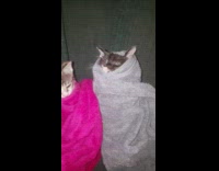 Four kittens wrapped in grey pink towels 