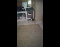 Rabbit runs around hits head on house