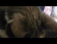 24 year old cat watches DDOI videos