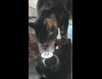 Cat drink water face inside cup desk