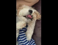 Dog sleeps with tongue flicking out