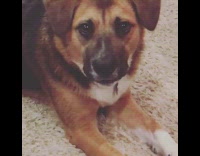 Dog stare at camera slowly growl bark