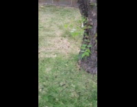 Collab Pets For All - white dog with leaf runs away every time owner tries to take it 