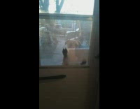 Brown dog stands looks through white door 