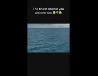 Baby dolphin jumps alongside bigger dolphin