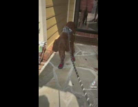 Brown dog going for walk with red shoes on 