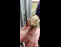 Hollow strawberry turned white with large hole