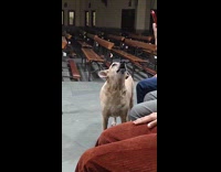 Dog howls join choir on Christmas practice