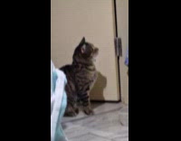 Cat pushing another cat off the bed 