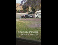 Two girls jacaranda purple tree random house 