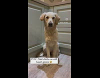 Puppy and Dog Growth Comparison at Home