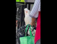Old man carry his white bird ride in stroller 