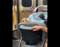 Dog ride stroller in train with small fan
