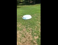Dog under upside down  blue plastic pool 