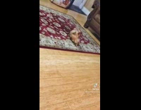 Brown dog laying down on back on rug doing weird movements 
