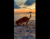 Dog on beach play and dig sand
