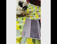 (3RD PARTY CONTENT) Pug watches video of puppy on laptop 