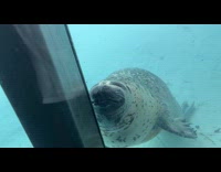 Seal pressing snout on glass window