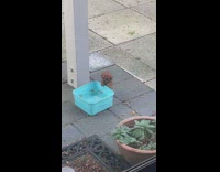Realistic puppy statue sitting outside the porch