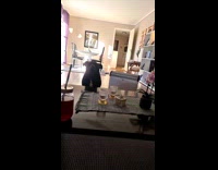 Dog howls near the living room table